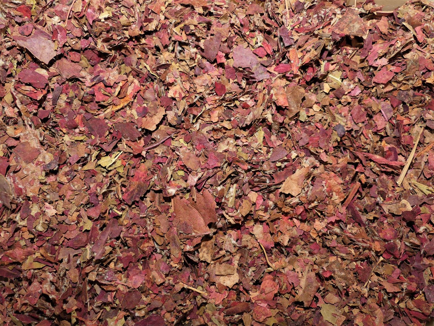 Vigne Rouge (feuille)