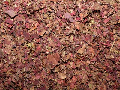 Vigne Rouge (feuille)