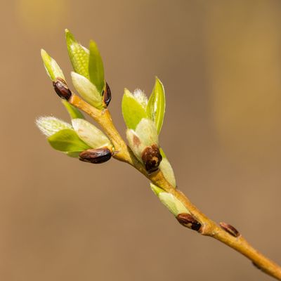 Gemmothérapie (Bourgeons)