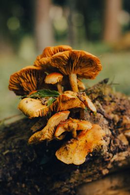Mycothérapie (Champignons)