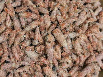 Pin sylvestre bourgeons tisane vrac 100g Pinus sylvestris Herboristerie Cousin Wiame Wattrelos.