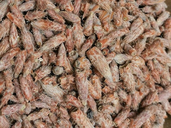 Pin sylvestre bourgeons tisane vrac 100g Pinus sylvestris Herboristerie Cousin Wiame Wattrelos.