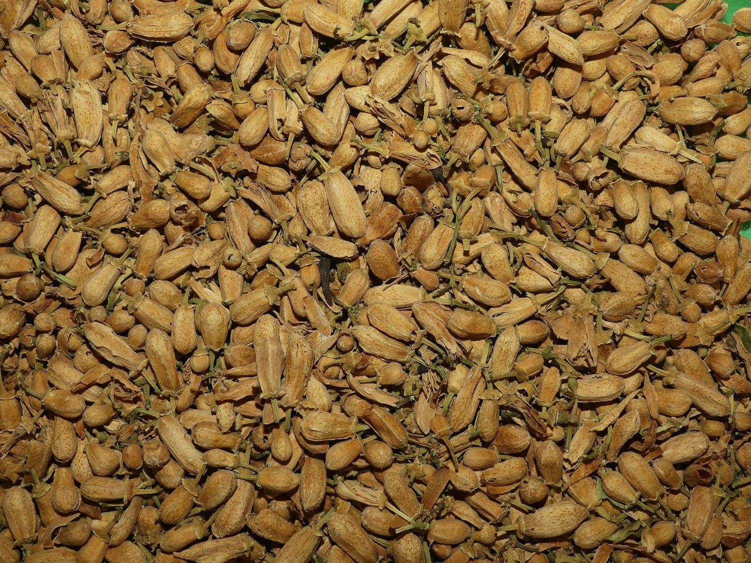 Oranger Amer (bouton) Oranger amer boutons vrac 50g Citrus aurantium tisane plante sèche