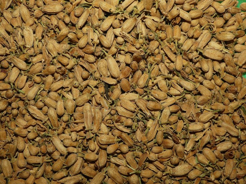 Oranger amer boutons vrac 50g Citrus aurantium tisane plante sèche