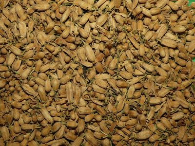 Oranger amer boutons vrac 50g Citrus aurantium tisane plante sèche