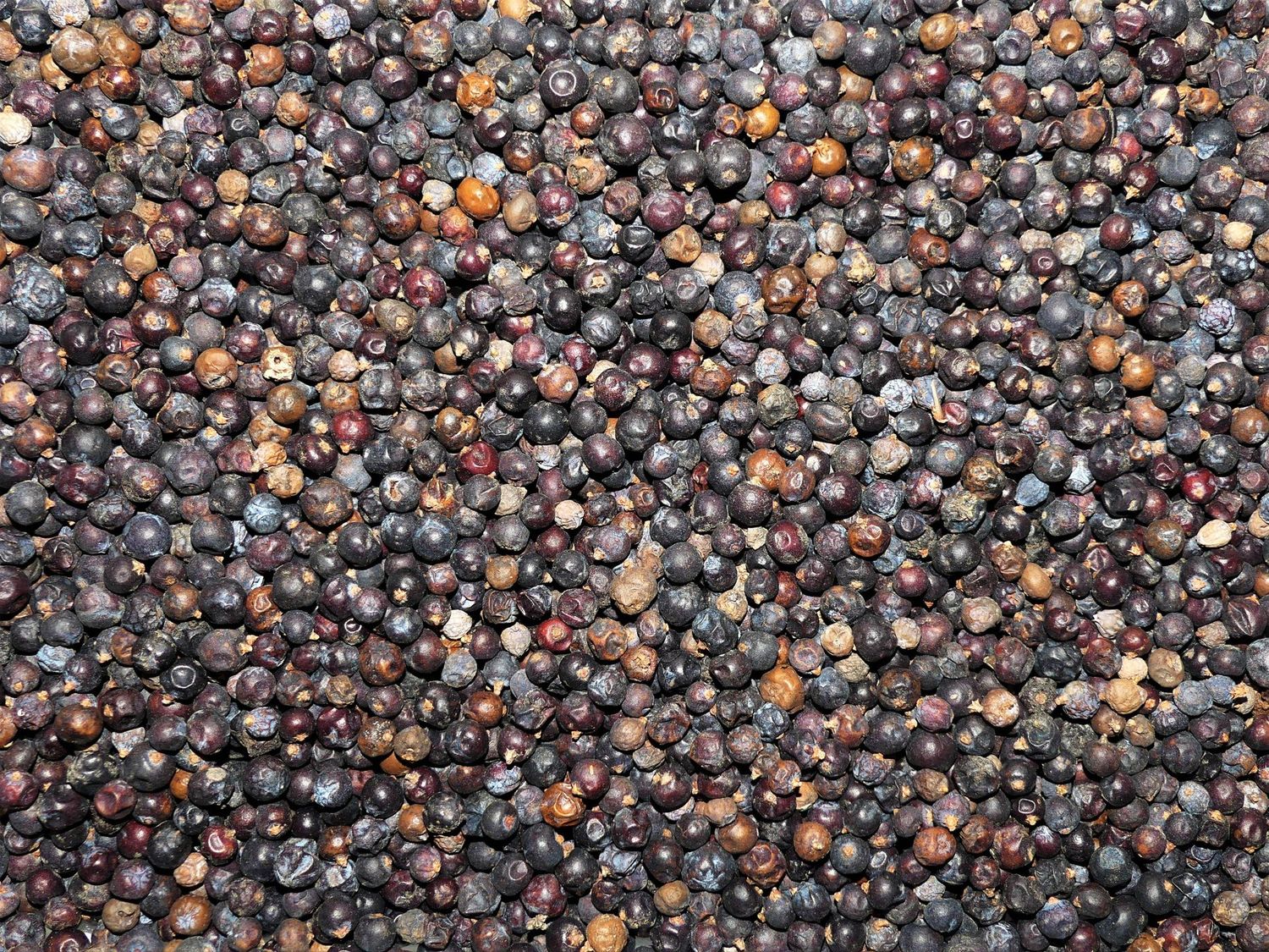 Genévrier (baie) Genevrier baies vrac 100g Juniperus communis tisane plante sèche