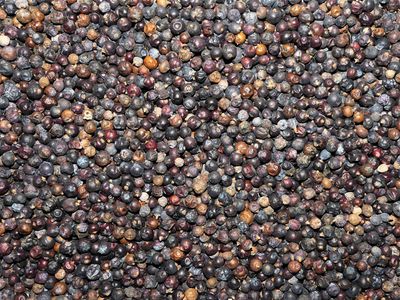 Genévrier (baie) Genevrier baies vrac 100g Juniperus communis tisane plante sèche