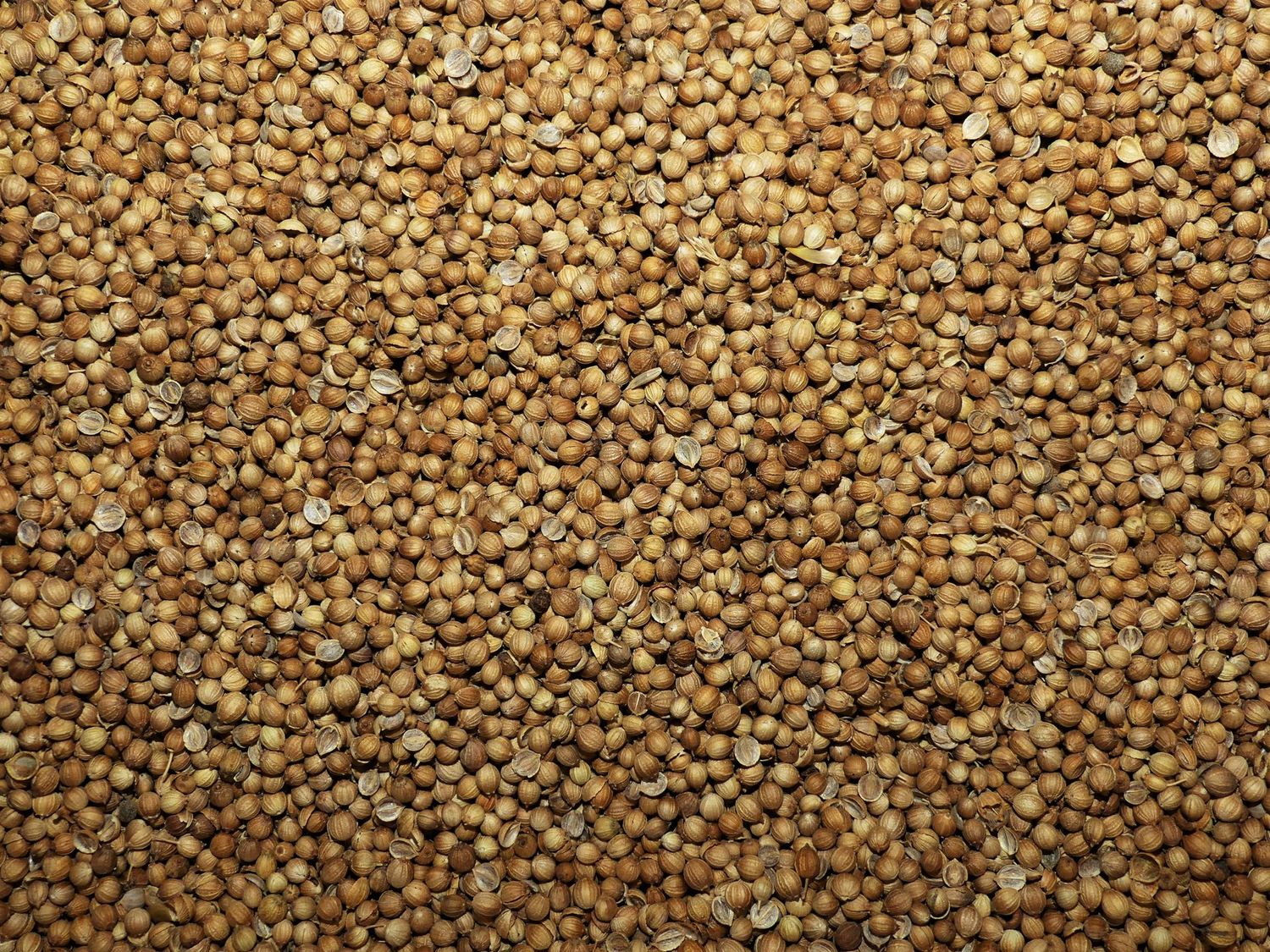 Coriandre (semence) Coriandre semence vrac 100g Coriandrum sativum tisane plante sèche