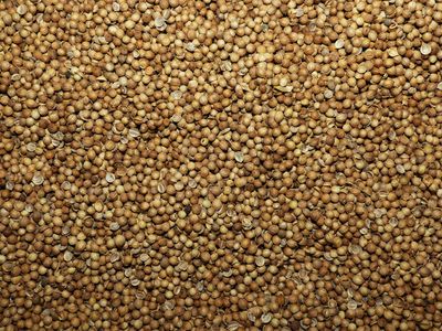 Coriandre (semence) Coriandre semence vrac 100g Coriandrum sativum tisane plante sèche
