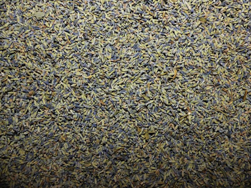 Lavande vraie fleur vrac 100g Lavandula angustifolia tisane plante sèche