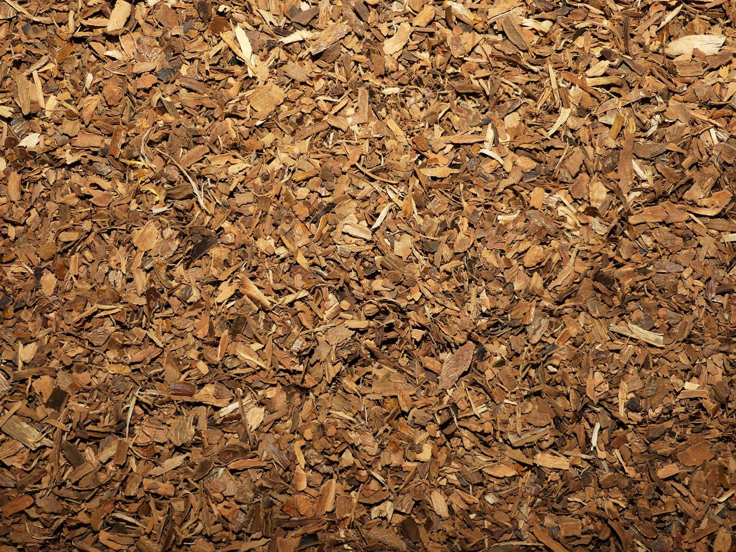 Cannelle (écorce) Cannelle ecorce vrac 100g Cinnamomum zeylanicum tisane plante sèche