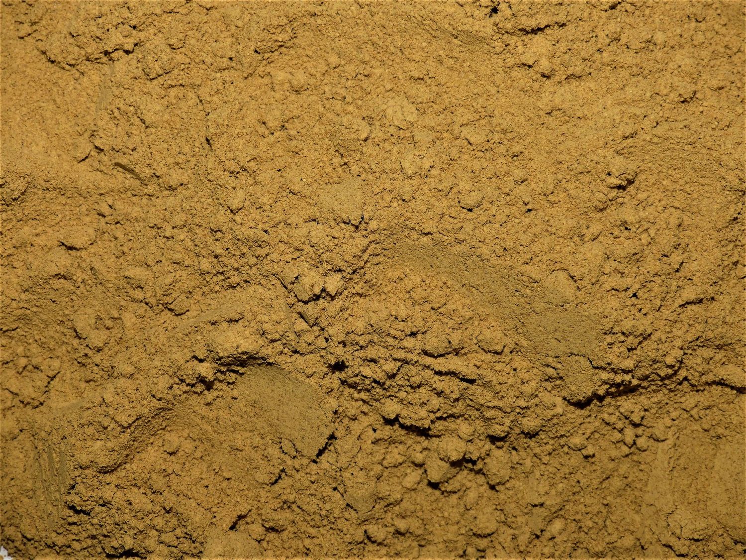 Gingembre (racine) Gingembre poudre vrac 100g Zingiber officinale epice naturelle