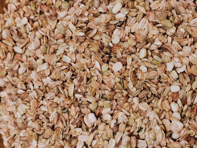 Angélique (fruit) Angelique fruit vrac 100g Angelica archangelica tisane plante sèche