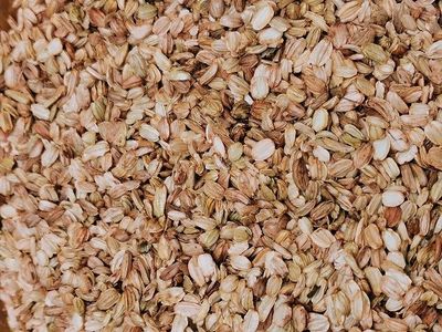 Angelique fruit vrac 100g Angelica archangelica tisane plante sèche