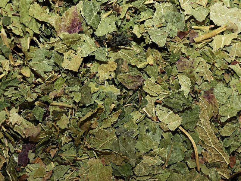 Cassis feuille vrac 100g Ribes nigrum tisane plante sèche