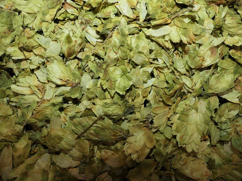 Houblon cones vrac 100g Humulus lupulus tisane plante sèche