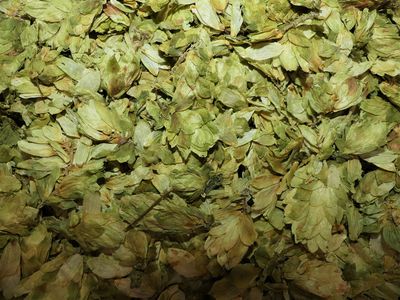 Houblon (cône) Houblon cones vrac 100g Humulus lupulus tisane plante sèche