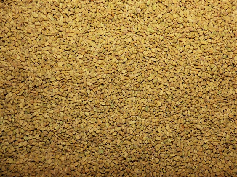 Fenugrec semence vrac 200g Trigonella foenum graecum tisane plante sèche