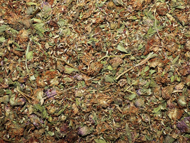 Trefle rouge fleur vrac 100g Trifolium pratense tisane plante sèche