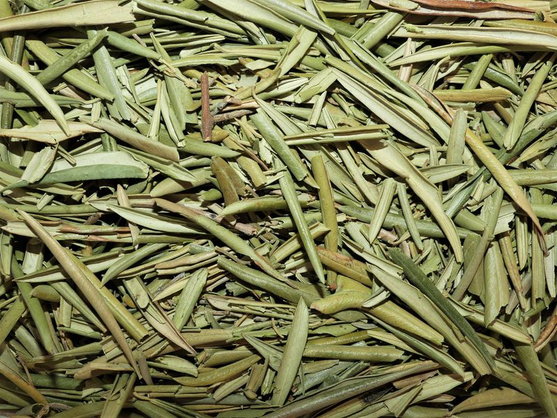 Olivier feuille vrac 250g Olea europaea tisane plante sèche