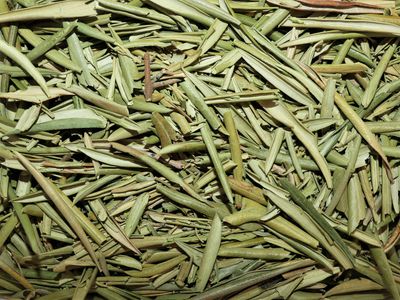 Olivier feuille vrac 250g Olea europaea tisane plante sèche