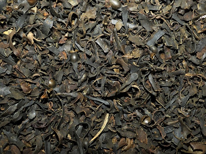 Fucus algue vrac 100g Fucus vesiculosus tisane algue marine sèche