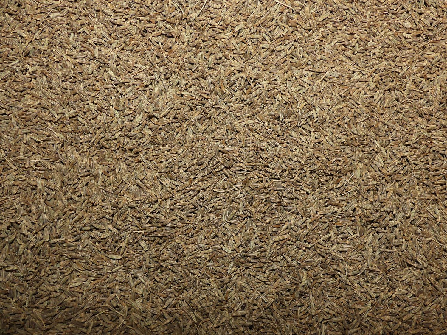 Cumin (semence) Cumin semence vrac 100g Cuminum cyminum tisane plante sèche