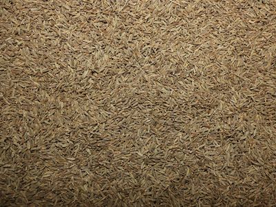 Cumin (semence) Cumin semence vrac 100g Cuminum cyminum tisane plante sèche