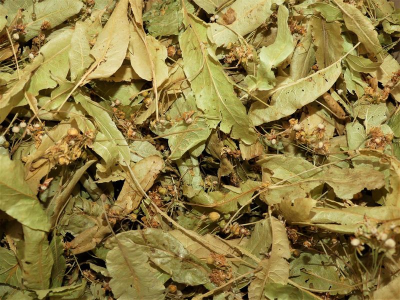 Tilleul bractee vrac 100g Tilia cordata tisane plante sèche