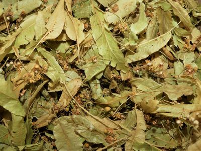 Tilleul bractee vrac 100g Tilia cordata tisane plante sèche