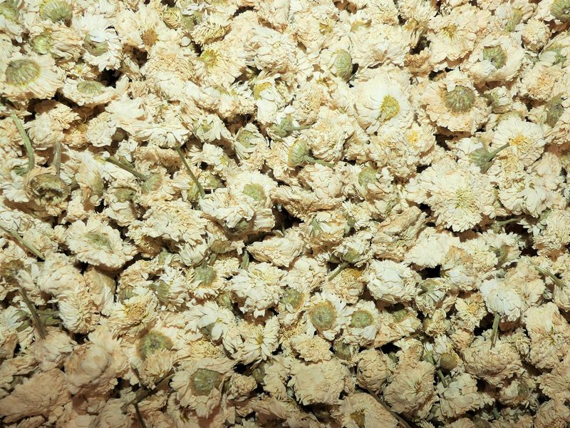 Camomille romaine fleur vrac 100g Chamaemelum nobile tisane plante sèche
