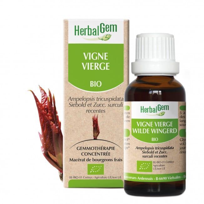 vigne vierge herbalgem 30 ml ampelopsis tricuspidata gemmotherapie herboristerie cousin wiame wattrelos.