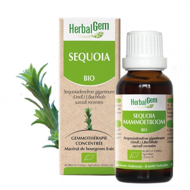 sequoia herbalgem 30 ml jeunes pousses sequoiadendron giganteum gemmotherapie herboristerie cousin wiame wattrelos.