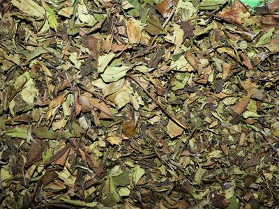 The blanc vrac 50g Camellia sinensis feuille infusion premium