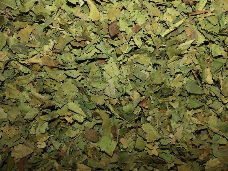 Oranger amer feuille vrac 100g Citrus aurantium tisane plante sèche