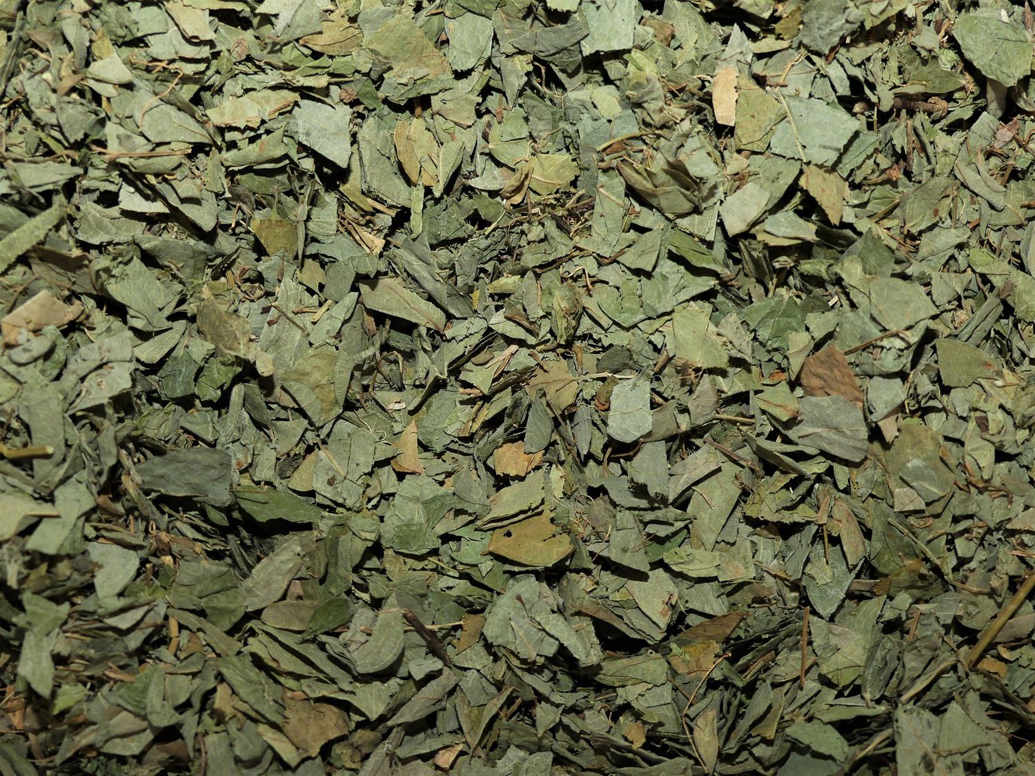 Desmodium (feuille) Desmodium feuille vrac 100g Desmodium adscendens tisane plante sèche