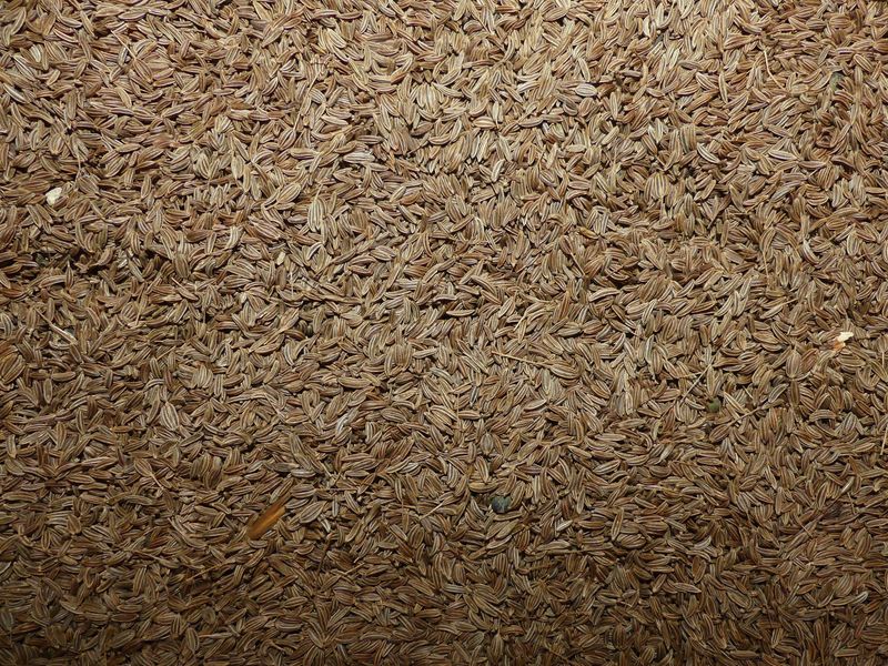 Carvi semence vrac 100g Carum carvi tisane plante sèche cumin des pres