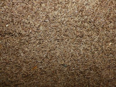 Carvi (semence) Carvi semence vrac 100g Carum carvi tisane plante sèche cumin des pres