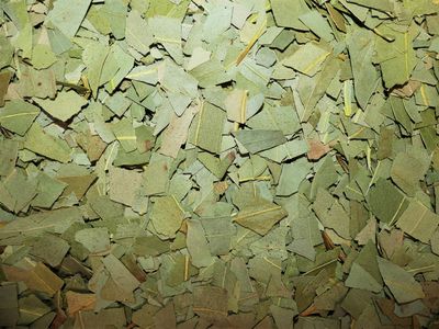 Eucalyptus (feuille) Feuilles d’eucalyptus séchées Eucalyptus globulus tisane vrac 200 g