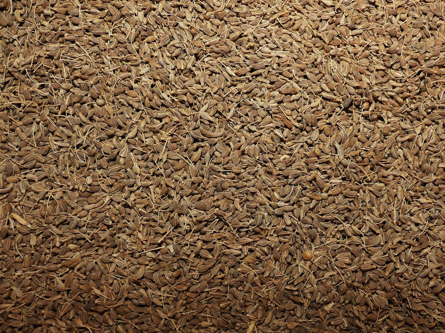 Anis vert (semence) Anis vert semence vrac 100g Pimpinella anisum tisane plante sèche
