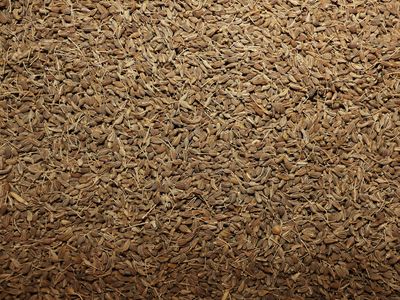Anis vert (semence) Anis vert semence vrac 100g Pimpinella anisum tisane plante sèche