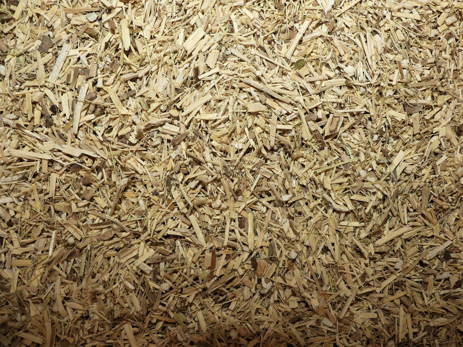 Eleutherocoque racine vrac 100g Eleutherococcus senticosus tisane plante sèche