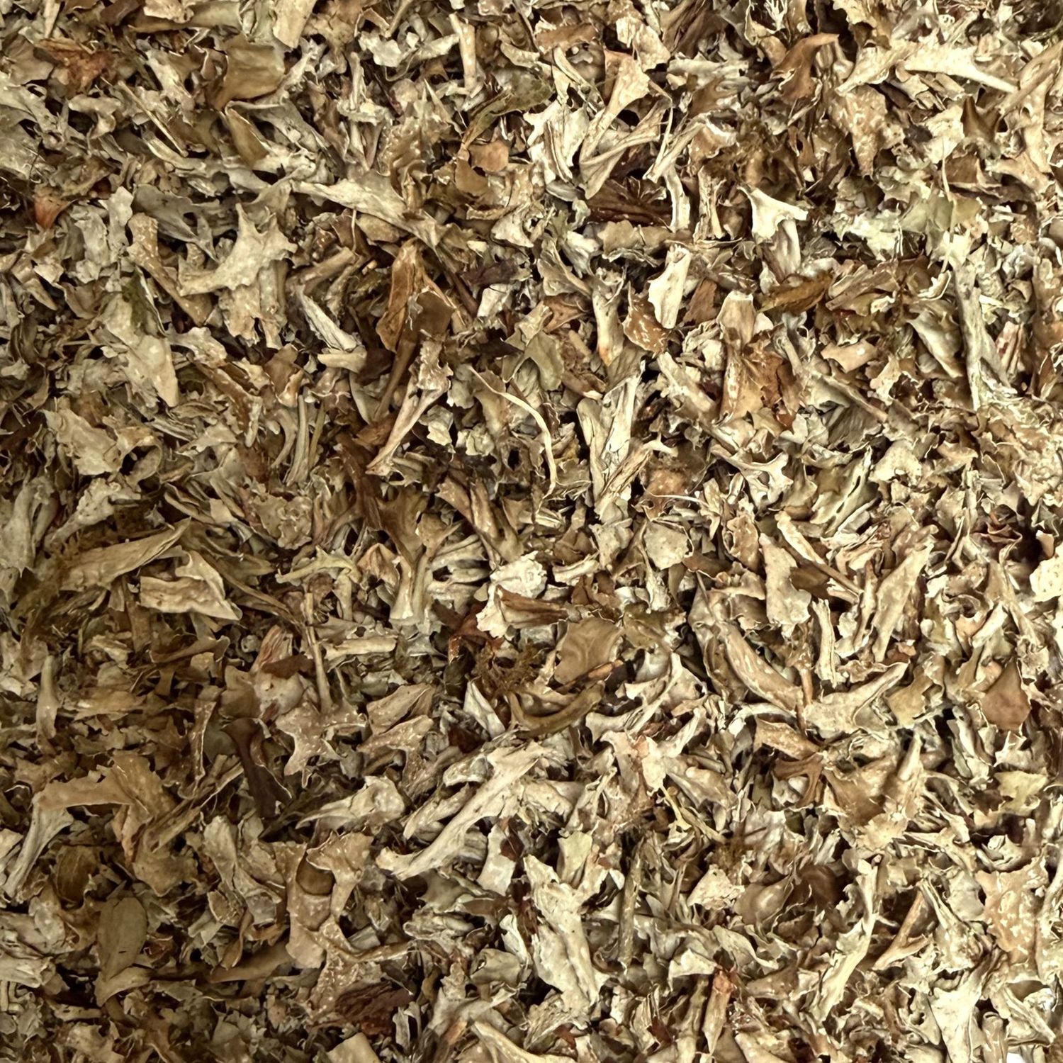Lichen islande vrac 100g Cetraria islandica thalle tisane plante sèche