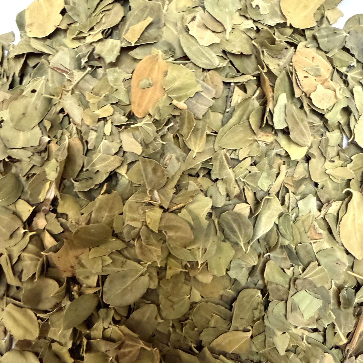 Jujubier (Ziziphus jujuba) feuille 100 g Feuilles de jujubier coupées Ziziphus jujuba en vrac 100 g