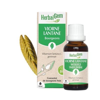 Bourgeon de Viorne lantane Bio HerbalGem – 30 ml Bourgeon de Viorne lantane Bio HerbalGem, macérat glycériné de bourgeons de Viburnum lantana, flacon 30 ml
