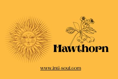 Hawthorn - Inti Soul Original