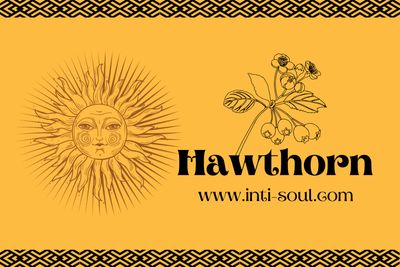 Hawthorn - Inti Soul Original
