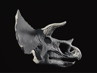 Triceratops