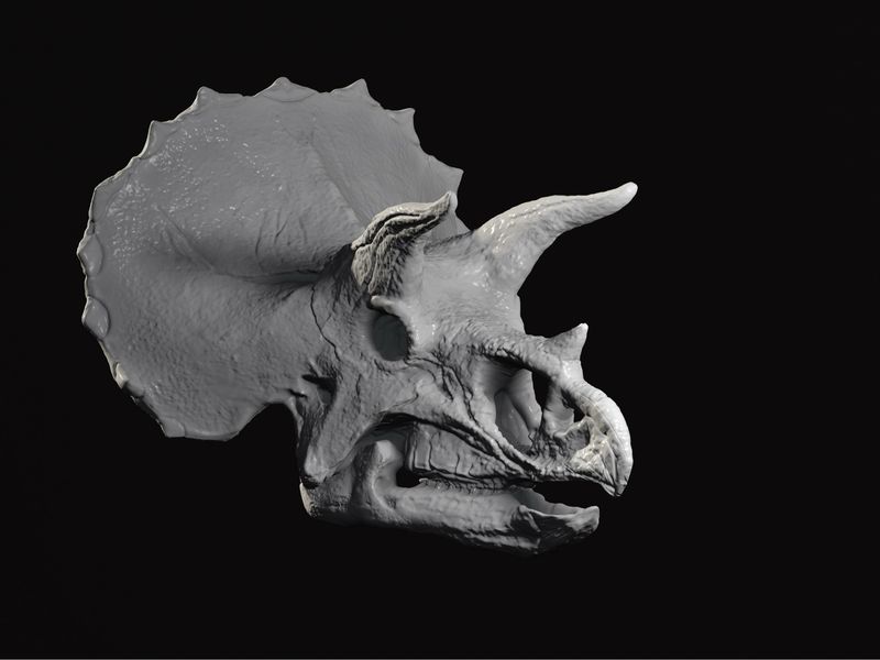 Triceratops