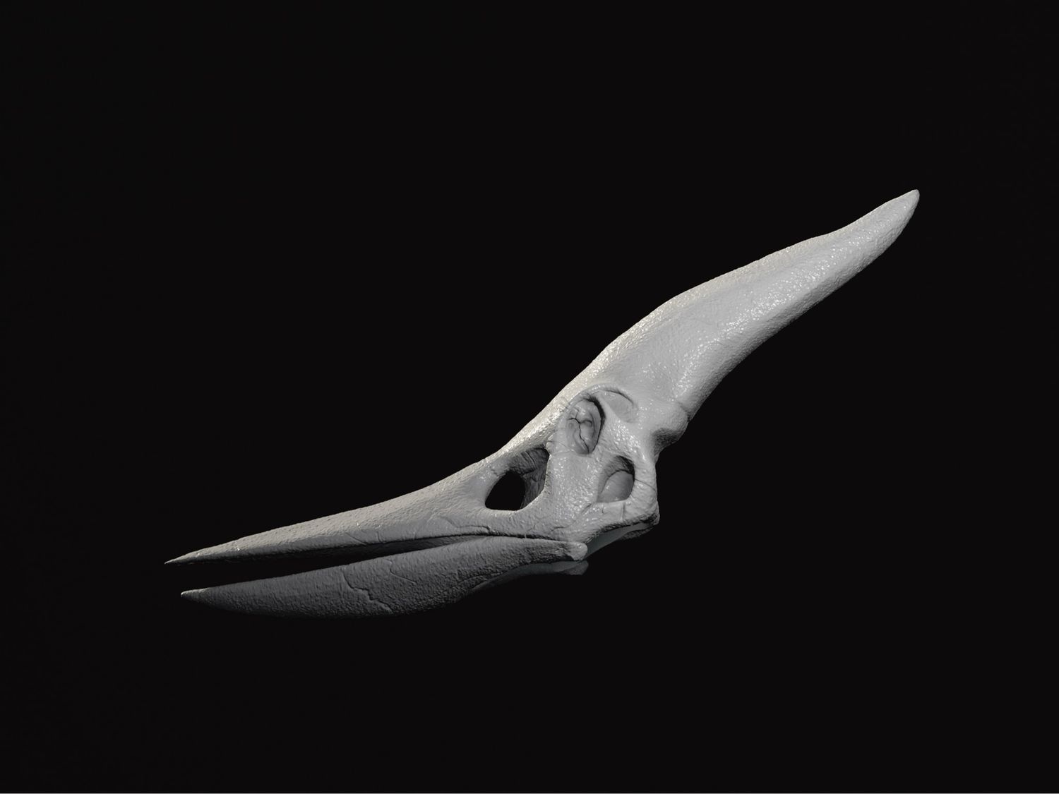 Pteranodon